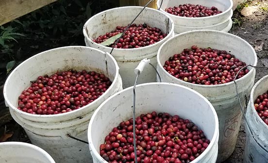 平地で栽培されるコーヒー豆と比べ、うまみ、香り、味わいなどが違っています。